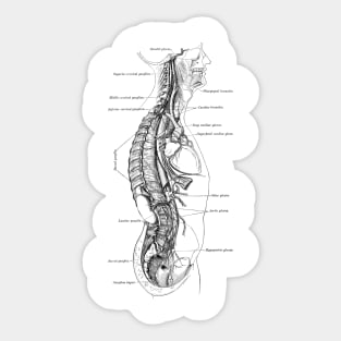 Human Body - Section Sticker